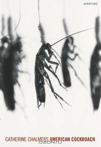American Cockroach