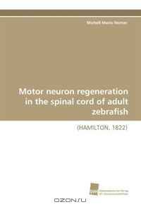 Motor neuron regeneration in the spinal cord of adult zebrafish