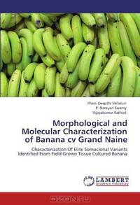 Morphological and Molecular Characterization of Banana cv Grand Naine: Characterization Of Elite Somaclonal Variants Identified From Field Grown Tissue Cultured Banana