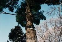 Neil Drabble: Tree Tops Tall