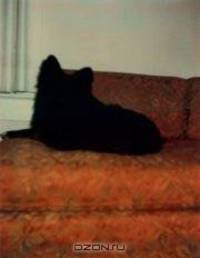 In Almost Every Picture 9 Black Dog