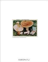 Jason Fulford: The Mushroom Collector