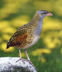 Remarkable Birds