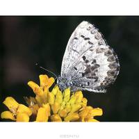 A World of Butterflies