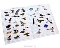 Water Birds