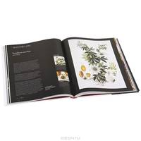 Botany for the Artist