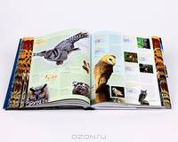 Bird: The Definitive Visual Guide