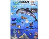 Ocean: An Incredible Tour of the World