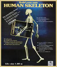 Human Skeleton Model