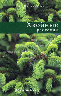 Хвойные растения.