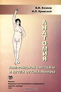 Анатомия лимфоидной системы и путей оттока лимфы