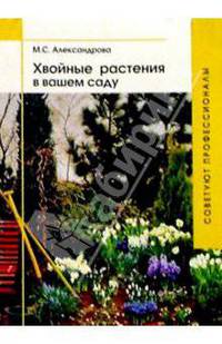 Хвойные растения в вашем саду