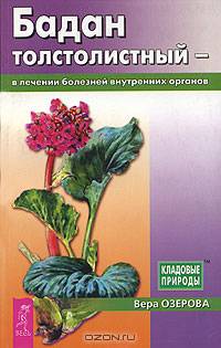 Бадан толстолистный в лечении болезней внутренних органов - (Кладовые природы)