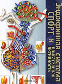 Эндокринная система, спорт и двигательная активность