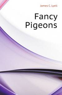 Fancy Pigeons