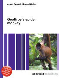 Geoffroy's spider monkey