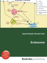 Endosome