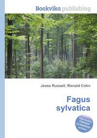 Fagus sylvatica