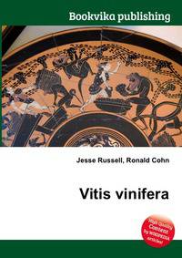 Vitis vinifera