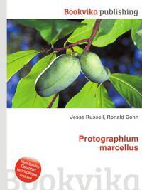 Protographium marcellus