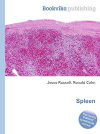 Spleen