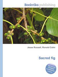 Sacred fig
