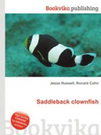 Saddleback clownfish