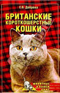 Британские короткошерстные кошки