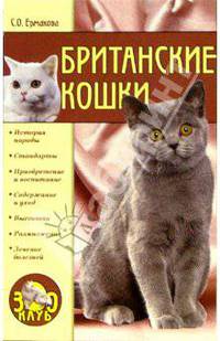 Британские кошки