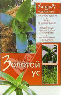 Золотой ус