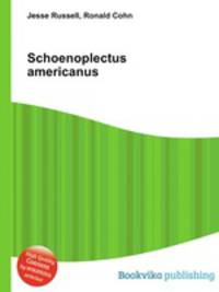 Schoenoplectus americanus