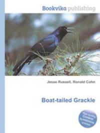 Boat-tailed Grackle