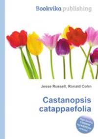 Castanopsis catappaefolia