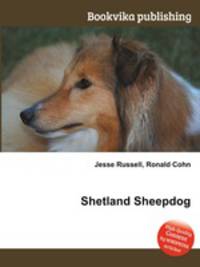 Shetland Sheepdog