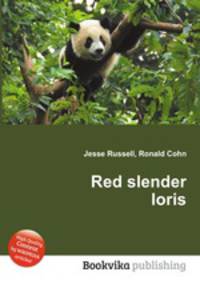 Red slender loris