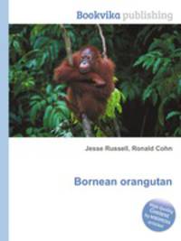 Bornean orangutan