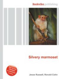 Silvery marmoset