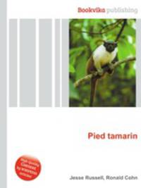 Pied tamarin