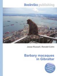 Barbary macaques in Gibraltar