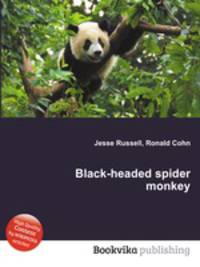 Black-headed spider monkey