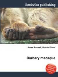 Barbary macaque