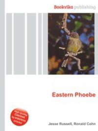 Eastern Phoebe