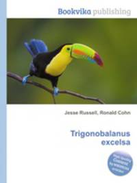 Trigonobalanus excelsa
