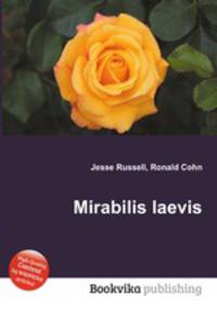 Mirabilis laevis
