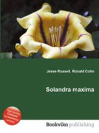 Solandra maxima