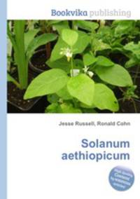 Solanum aethiopicum