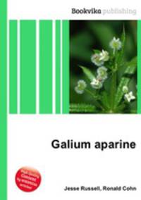 Galium aparine