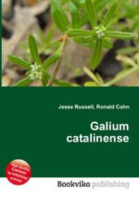 Galium catalinense