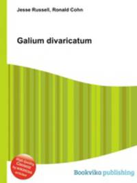 Galium divaricatum