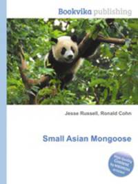 Small Asian Mongoose